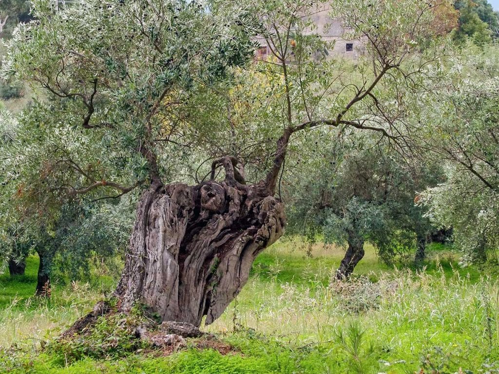 Olive Oil Heritage Corfu's Liquid Gold and Million Olive Trees