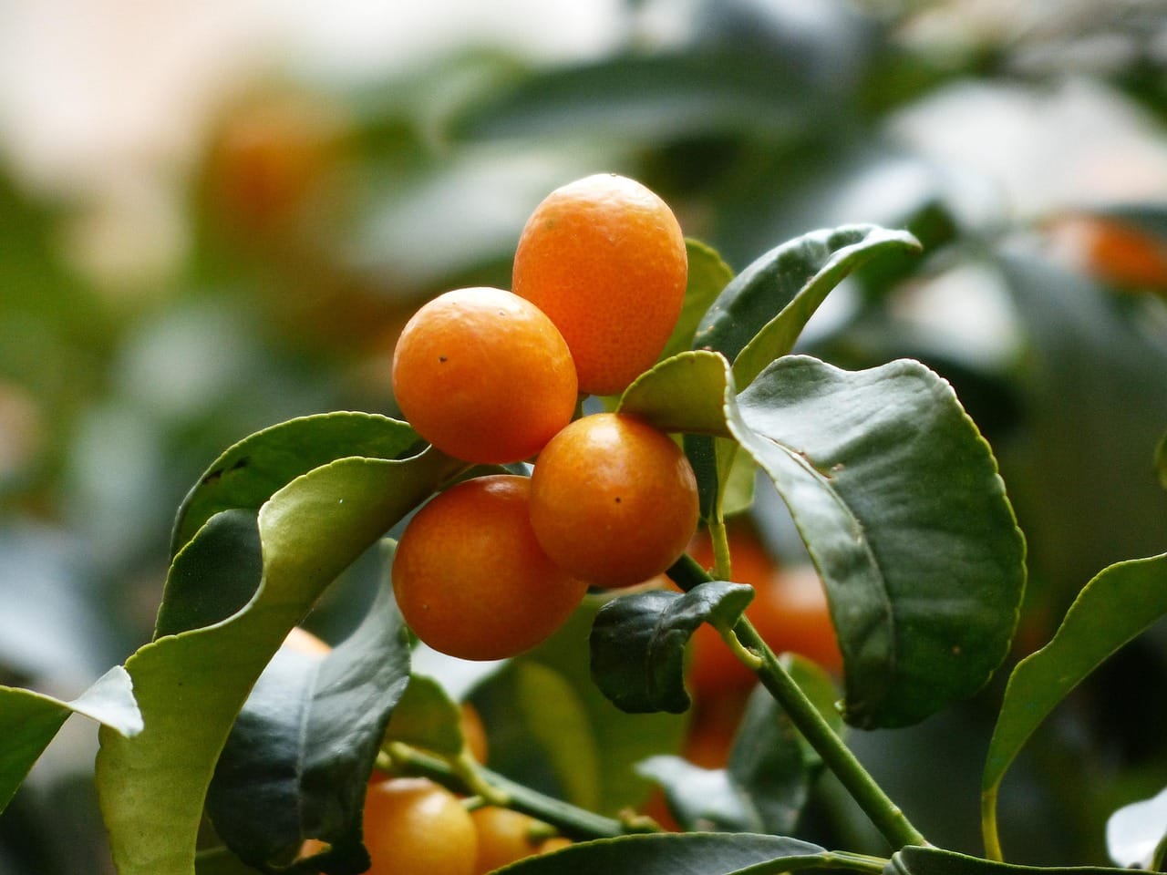 Kumquat Everything: The Complete Guide to Corfu's Signature Fruit