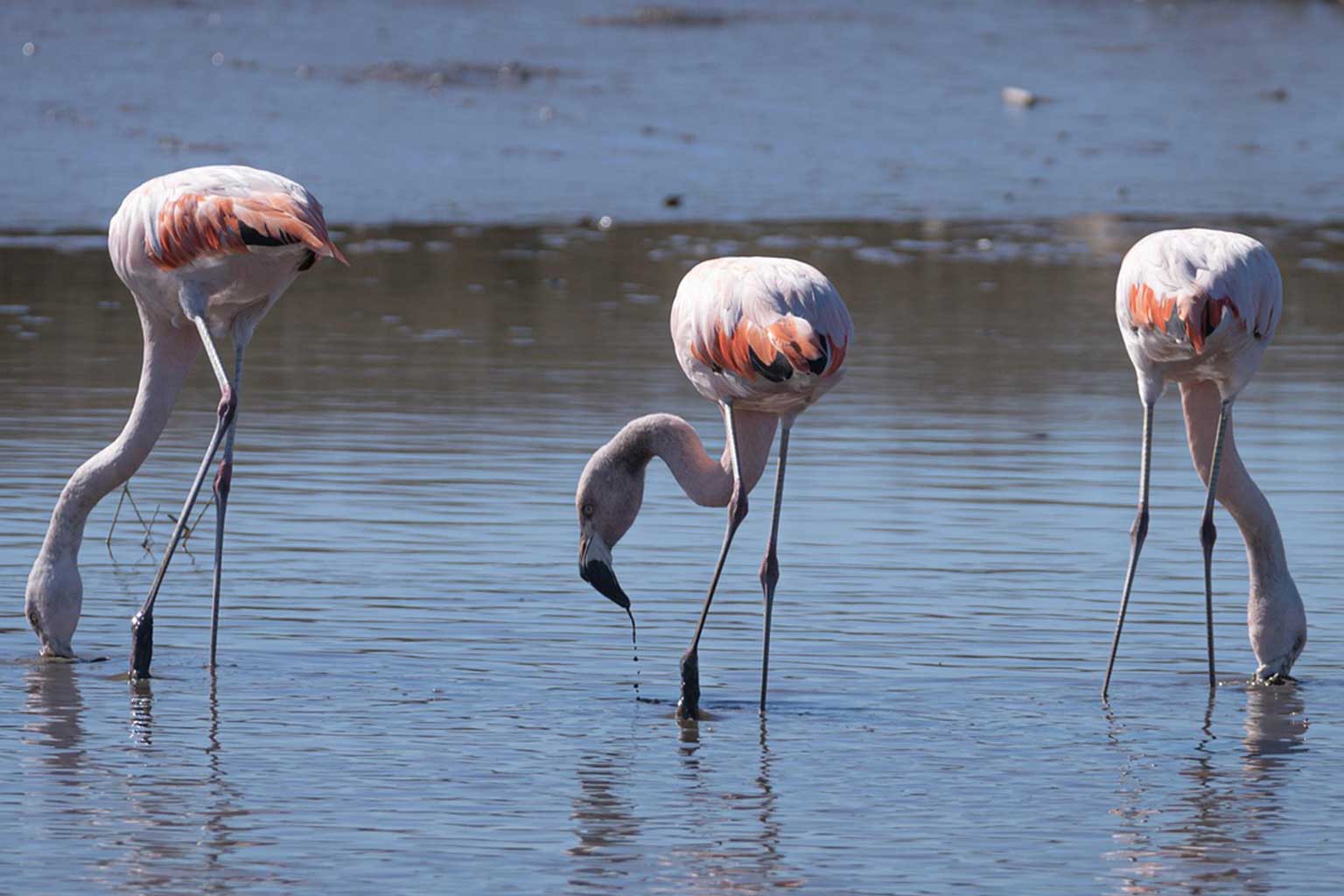 Birdwatching in corfu